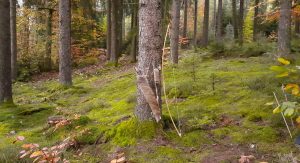 historische Bogenjäger-Ausrüstung mit Bogen aus Ulme, Sehne aus Flachs, Pfeilen, Köcher, Armschutz und Fingerschutz